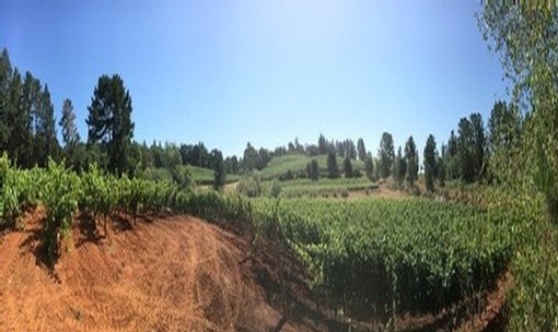 A panoramic shot of the vineyard