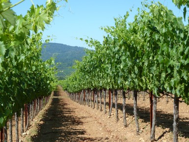 Redwood Glen Vineyard in Dry Creek Valley is the source of our Sauvignon Blanc
