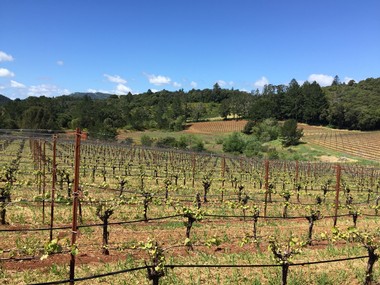 Early spring image of Borkow Vineyard in Dry Creek Valley
