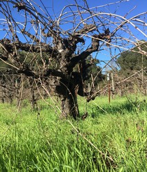 Close up of an old head pruned vine at Forchini Vineyard in Dry Creek Valley
