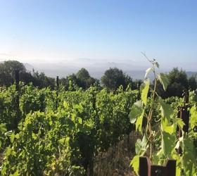 View of our Bradford Mountain Estate Vineyard on the western edge of Dry Creek Valley