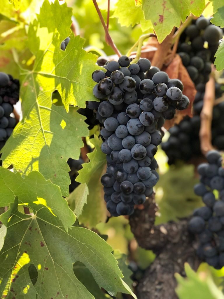 Fresh wine grapes growing on Peterson Winery vineyard vines