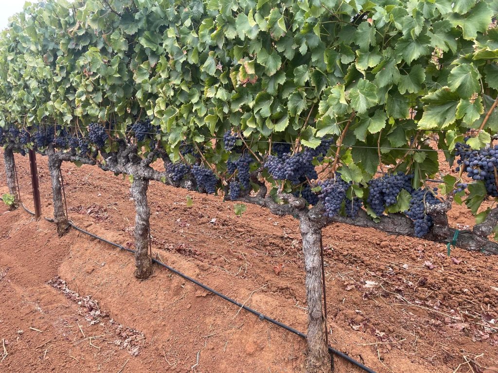Close-up of ripening wine grape clusters on the vine at Bradford Mountain Vineyard