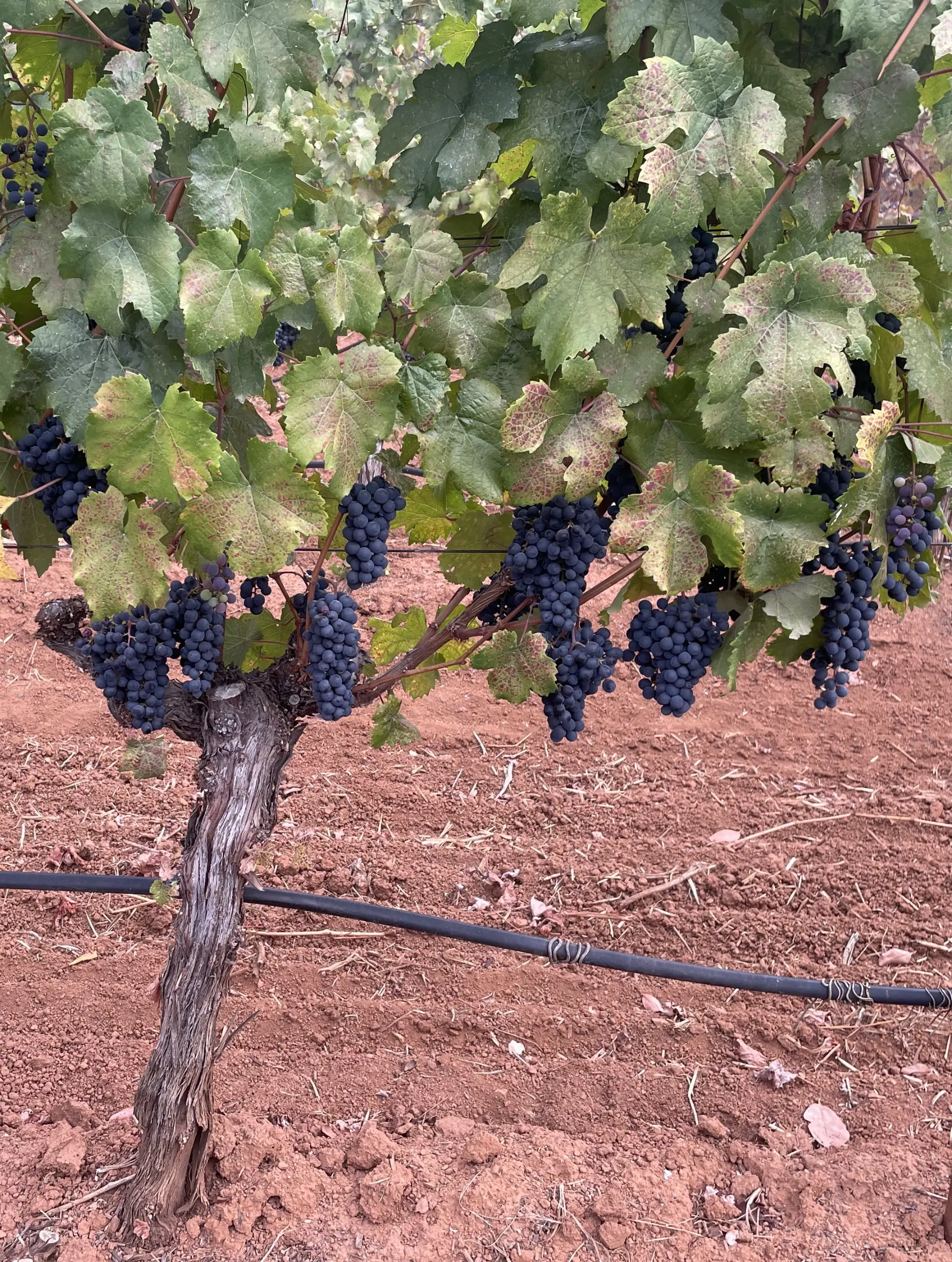 Close-up of old grapevines loaded with ripe grapes in the vineyard.