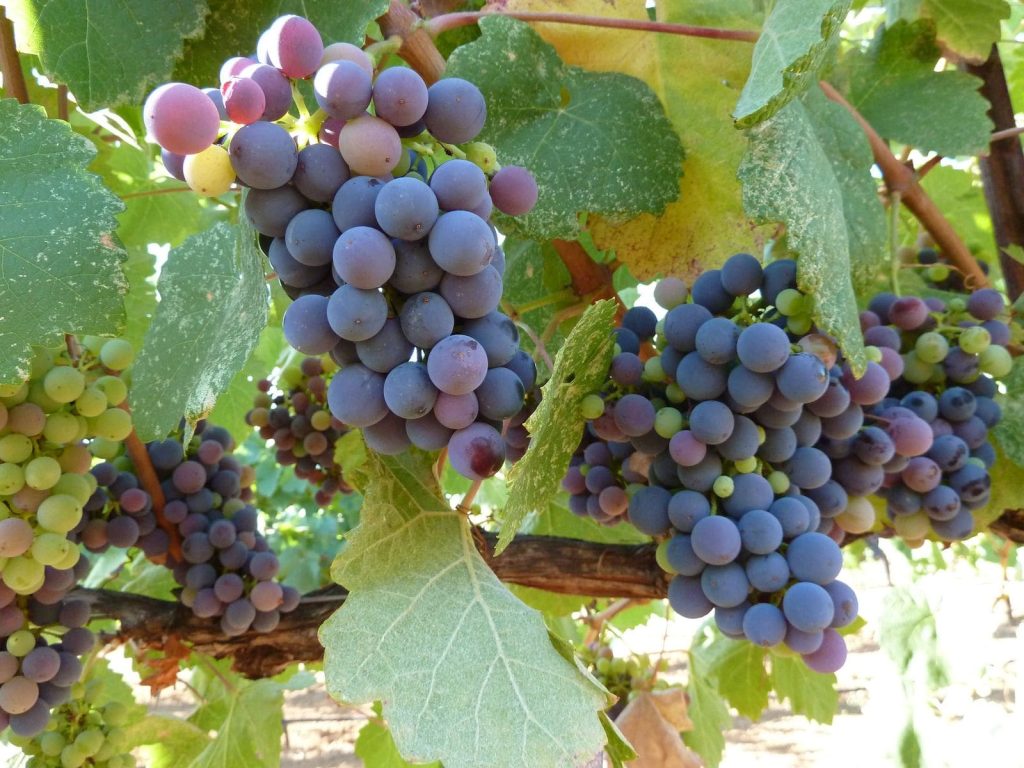 Close-up of wine grapes growing on Peterson Winery vines