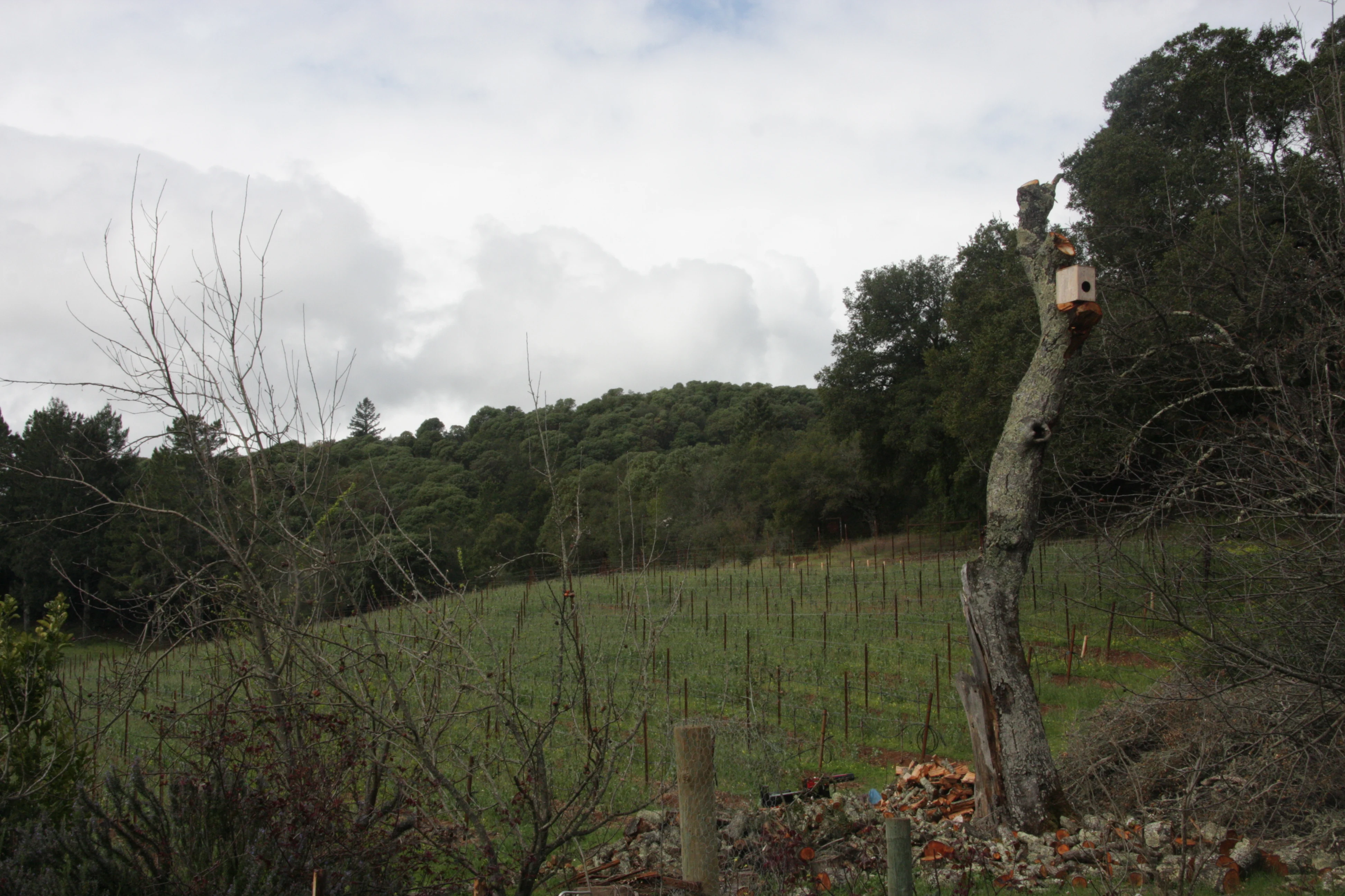 Birdhouse in a tree at Peterson Winery vineyard