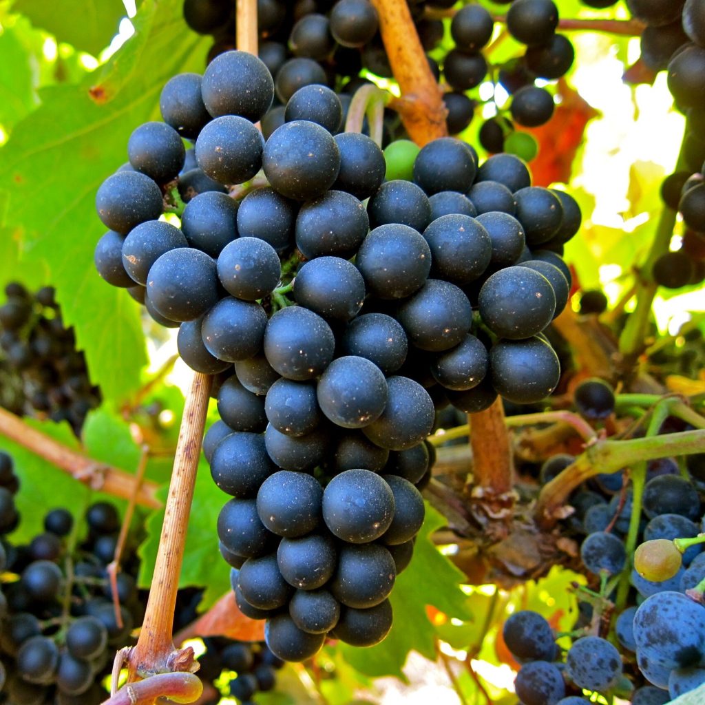 Musings on Petit Verdot