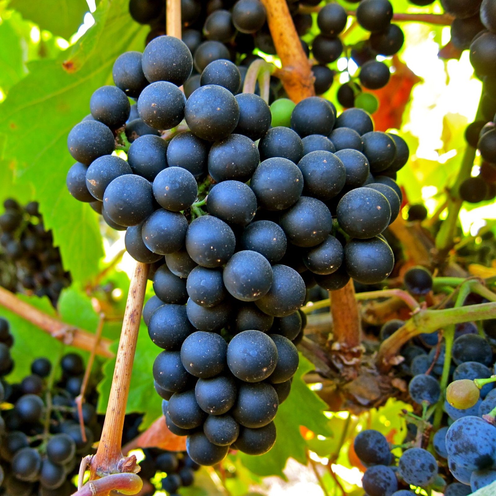 Musings on Petit Verdot